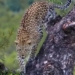 Leopard Found Hanging