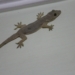 Puri mid‑day meal lizard incident
