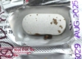 Insect Found in Antibiotic Strip