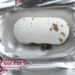 Insect Found in Antibiotic Strip