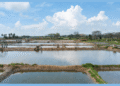 Odisha inland saline shrimp farming regulatory framework