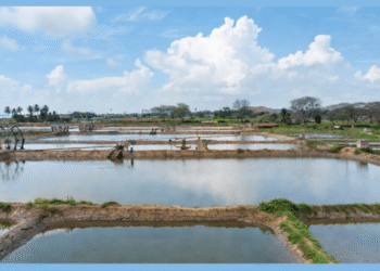 Odisha inland saline shrimp farming regulatory framework