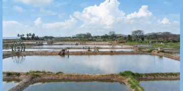 Odisha inland saline shrimp farming regulatory framework
