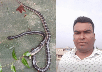 snake bite death Bangiriposi Odisha