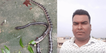 snake bite death Bangiriposi Odisha