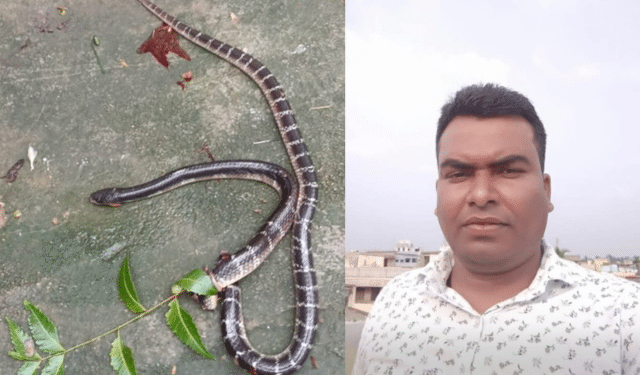 snake bite death Bangiriposi Odisha