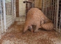 Pangolin Rescued