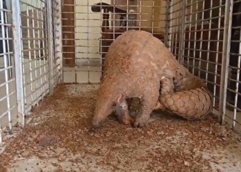 Pangolin Rescued