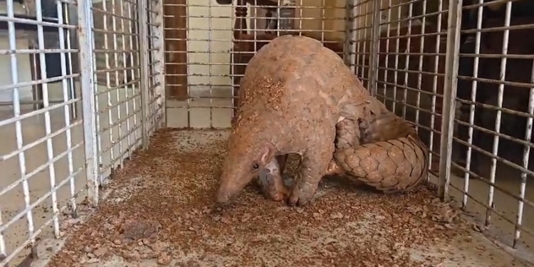 Pangolin Rescued