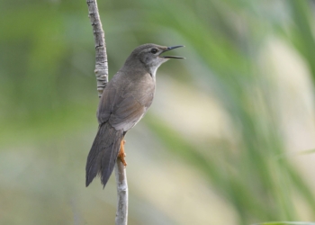 Long-billed Bush Warbler