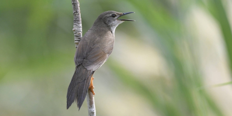 Long-billed Bush Warbler