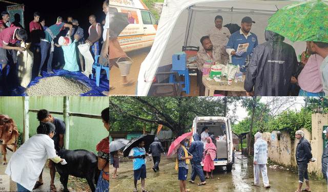 Odisha flood animal protection