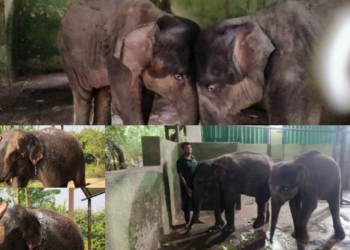 World Elephant Day: Nandankanan’s Asha and Lisa Become the Newest Darlings of the Zoo
