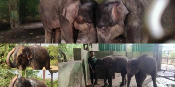 World Elephant Day: Nandankanan’s Asha and Lisa Become the Newest Darlings of the Zoo
