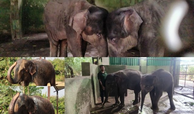 World Elephant Day: Nandankanan’s Asha and Lisa Become the Newest Darlings of the Zoo