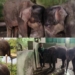 World Elephant Day: Nandankanan’s Asha and Lisa Become the Newest Darlings of the Zoo