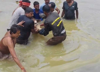 Malkangiri crocodile rescue