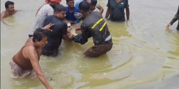 Malkangiri crocodile rescue