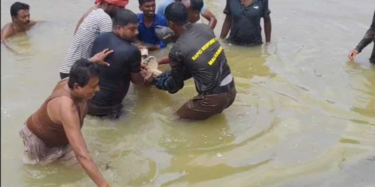Malkangiri crocodile rescue
