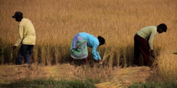 Rural body grants