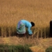 Rural body grants