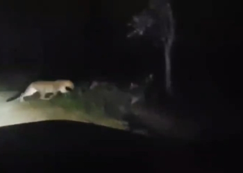 leopards spotted in Sunabeda Sanctuary