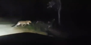 leopards spotted in Sunabeda Sanctuary