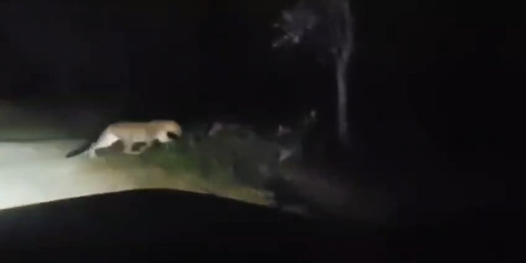 leopards spotted in Sunabeda Sanctuary