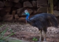 Nandankanan cassowary death