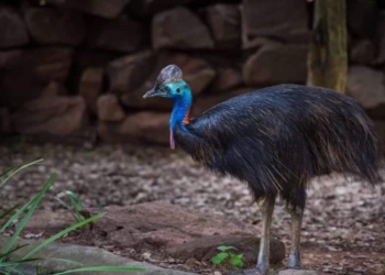 Nandankanan cassowary death