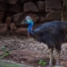 Nandankanan cassowary death