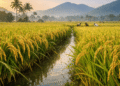 Kalahandi aromatic rice export