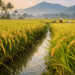 Kalahandi aromatic rice export