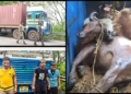 Cattle‑Laden Container Seized