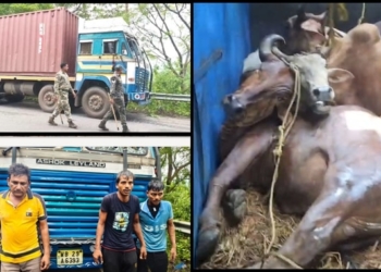 Cattle‑Laden Container Seized