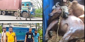 Cattle‑Laden Container Seized