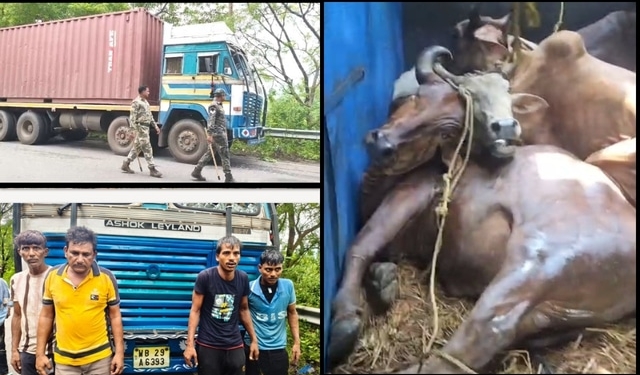 Cattle‑Laden Container Seized