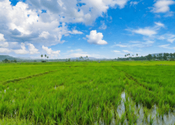 Odisha rice biodiversity benefit sharing