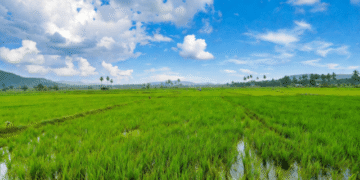 Odisha rice biodiversity benefit sharing