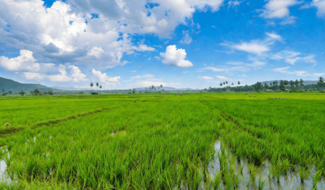Odisha rice biodiversity benefit sharing