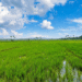 Odisha rice biodiversity benefit sharing
