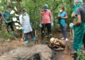 Female Elephant Found Dead