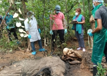 Female Elephant Found Dead