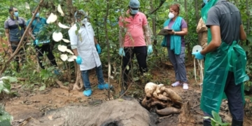 Female Elephant Found Dead