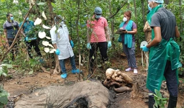 Female Elephant Found Dead