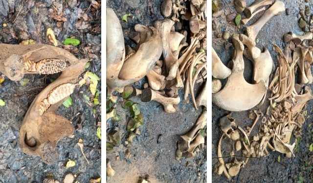 Elephant Bone Remains Recovered