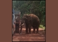 Sundaragada tusker menace
