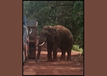 Sundaragada tusker menace