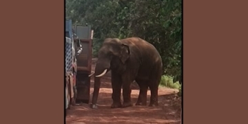Sundaragada tusker menace