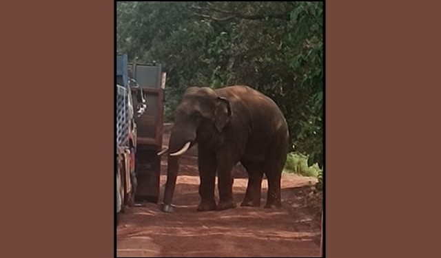 Sundaragada tusker menace